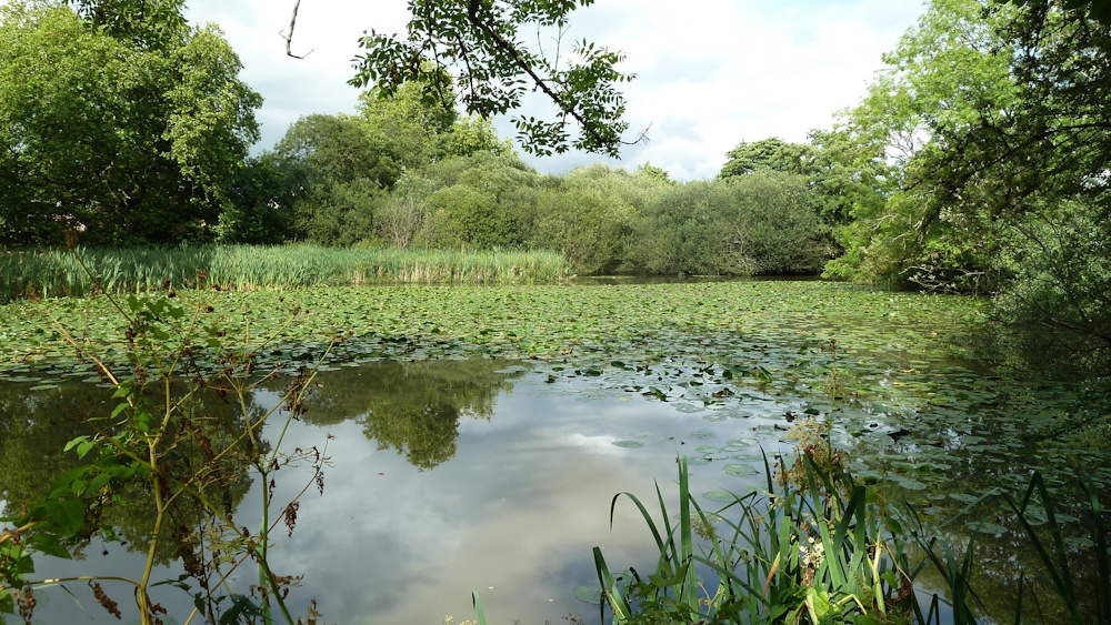 Broadbridge Mill pond, Old Wickhurst Lane, Broadbridge Heath, West Sussex